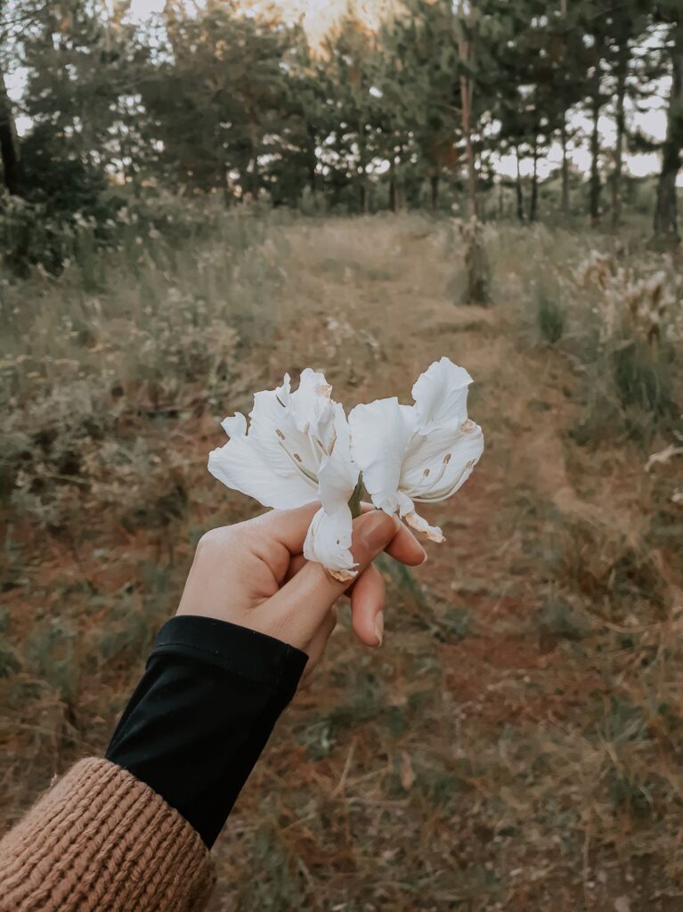 Een hand met witte bloemen op een bospad, beeld bij de keuze tussen begraven of cremeren